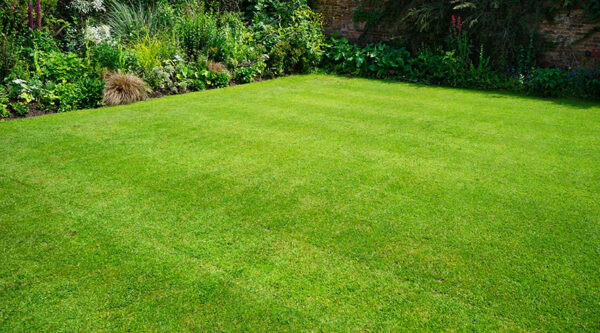 8 Tips For Creating the Perfect Lawn